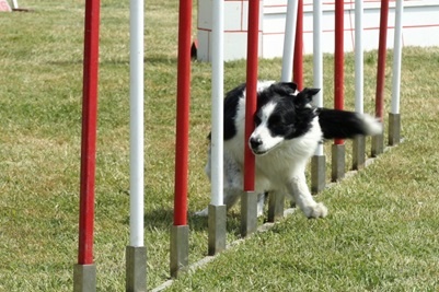 agility